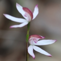 Caladenia moschata at Beechworth, VIC - suppressed