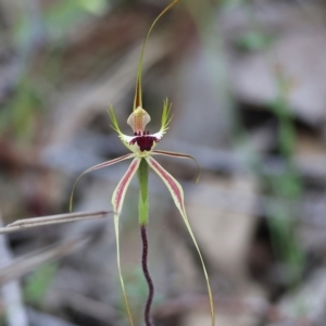 Caladenia tentaculata at Beechworth, VIC - suppressed
