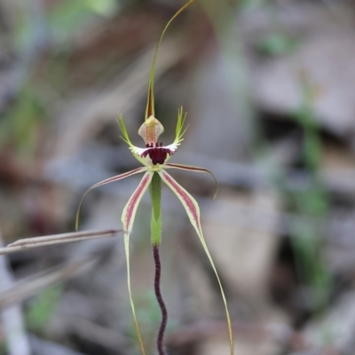 Caladenia tentaculata (Fringed Spider Orchid) at Beechworth, VIC - 14 Oct 2023 by KylieWaldon