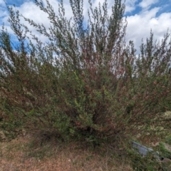 Dodonaea viscosa (Hop Bush) at Kambah, ACT - 15 Oct 2023 by HelenCross