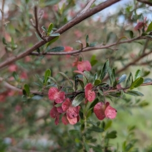 Dodonaea viscosa at Kambah, ACT - 15 Oct 2023 03:45 PM