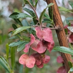 Dodonaea viscosa at Kambah, ACT - 15 Oct 2023 03:45 PM