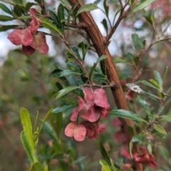 Dodonaea viscosa at Kambah, ACT - 15 Oct 2023 03:45 PM