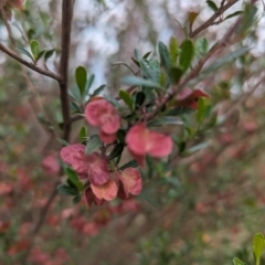 Dodonaea viscosa at Kambah, ACT - 15 Oct 2023 03:45 PM