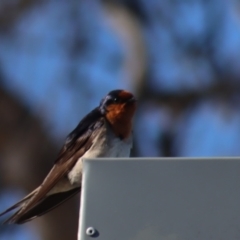 Hirundo neoxena (Welcome Swallow) at Gundaroo, NSW - 14 Oct 2023 by Gunyijan