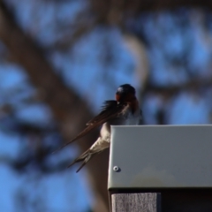 Hirundo neoxena at Gundaroo, NSW - 15 Oct 2023 07:57 AM