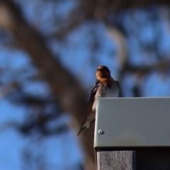 Hirundo neoxena at Gundaroo, NSW - 15 Oct 2023