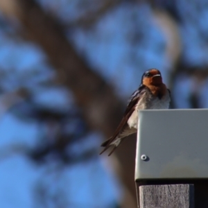 Hirundo neoxena at Gundaroo, NSW - 15 Oct 2023 07:57 AM