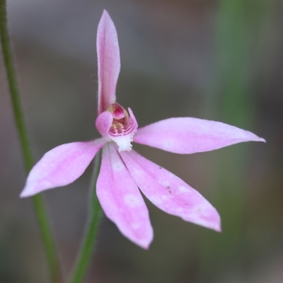 Caladenia carnea (Pink Fingers) at Beechworth, VIC - 15 Oct 2023 by KylieWaldon
