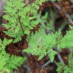 Cheilanthes austrotenuifolia (Rock Fern) at Chiltern-Mt Pilot National Park - 14 Oct 2023 by KylieWaldon