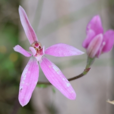 Caladenia carnea (Pink Fingers) at Chiltern-Mt Pilot National Park - 14 Oct 2023 by KylieWaldon