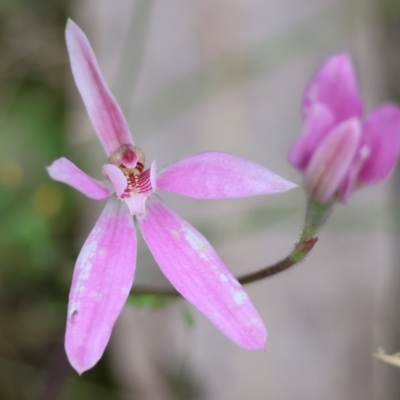 Caladenia carnea (Pink Fingers) at Beechworth, VIC - 15 Oct 2023 by KylieWaldon