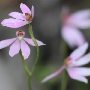 Caladenia carnea at Beechworth, VIC - suppressed