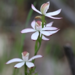 Caladenia moschata (Musky Caps) at Chiltern-Mt Pilot National Park - 15 Oct 2023 by KylieWaldon