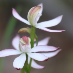 Caladenia moschata at Beechworth, VIC - suppressed