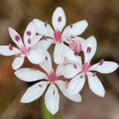 Burchardia umbellata (Milkmaids) at Beechworth, VIC - 15 Oct 2023 by KylieWaldon