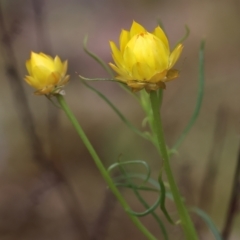 Xerochrysum viscosum (Sticky Everlasting) at Chiltern-Mt Pilot National Park - 14 Oct 2023 by KylieWaldon