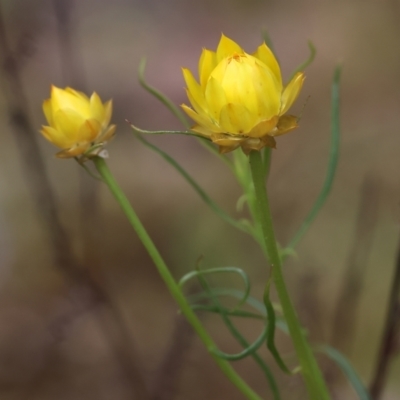 Xerochrysum viscosum (Sticky Everlasting) at Chiltern-Mt Pilot National Park - 14 Oct 2023 by KylieWaldon