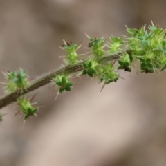 Acaena agnipila at Chiltern-Mt Pilot National Park - 14 Oct 2023 by KylieWaldon