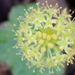 Hydrocotyle laxiflora (Stinking Pennywort) at Beechworth, VIC - 16 Sep 2023 by KylieWaldon