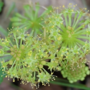 Hydrocotyle laxiflora at Beechworth, VIC - 16 Sep 2023