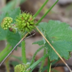 Hydrocotyle laxiflora at Beechworth, VIC - 16 Sep 2023