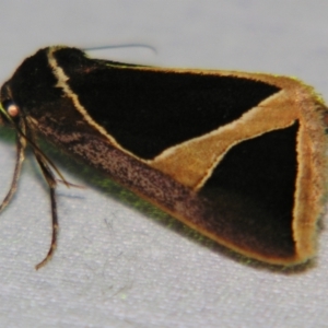 Agamana conjungens at Sheldon, QLD - suppressed