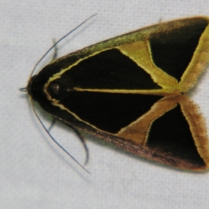 Agamana conjungens at Sheldon, QLD - suppressed