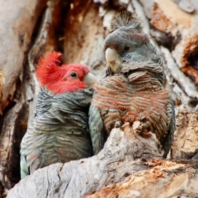 Callocephalon fimbriatum (Gang-gang Cockatoo) at Hughes, ACT - 15 Oct 2023 by LisaH