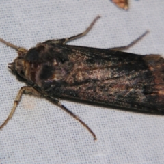 Agrotis ipsilon (Agrotis ipsilon) at Sheldon, QLD - 21 Sep 2007 by PJH123