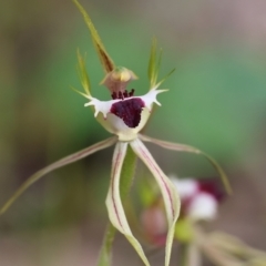 Caladenia tentaculata (Fringed Spider Orchid) at Beechworth, VIC - 15 Oct 2023 by KylieWaldon