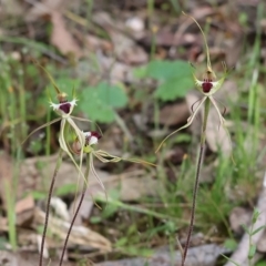 Caladenia tentaculata at Beechworth, VIC - suppressed