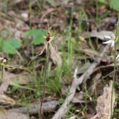 Caladenia tentaculata at Beechworth, VIC - suppressed