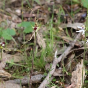 Caladenia tentaculata at Beechworth, VIC - 15 Oct 2023