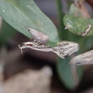 Thema protogramma at Murrumbateman, NSW - 15 Oct 2023 05:07 PM