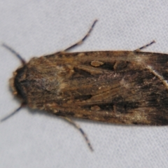 Agrotis munda (Brown Cutworm) at Sheldon, QLD - 21 Sep 2007 by PJH123