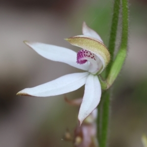 Caladenia moschata at Beechworth, VIC - suppressed