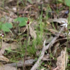 Caladenia moschata at Beechworth, VIC - suppressed
