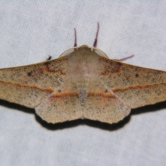 Antictenia punctunculus (A geometer moth) at Sheldon, QLD - 21 Sep 2007 by PJH123