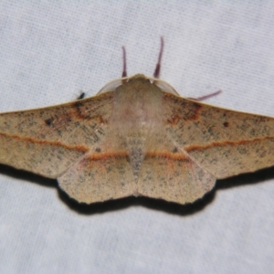 Antictenia punctunculus at Sheldon, QLD - suppressed