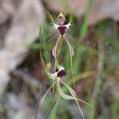 Caladenia tentaculata (Fringed Spider Orchid) at Beechworth, VIC - 14 Oct 2023 by KylieWaldon