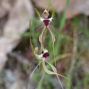 Caladenia tentaculata at Beechworth, VIC - suppressed