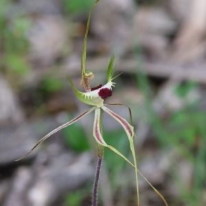 Caladenia tentaculata at Beechworth, VIC - suppressed