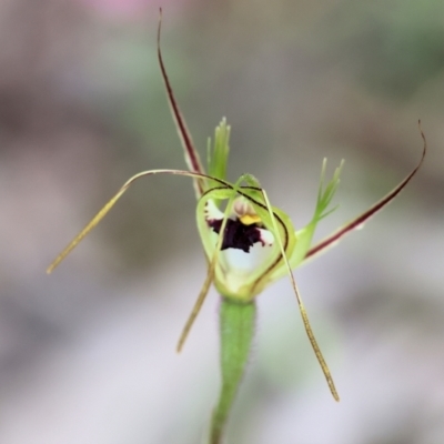 Caladenia tentaculata (Fringed Spider Orchid) at Chiltern-Mt Pilot National Park - 14 Oct 2023 by KylieWaldon