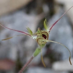 Caladenia tentaculata at Beechworth, VIC - suppressed