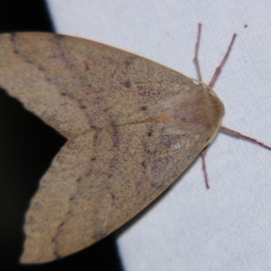 Arhodia lasiocamparia at Sheldon, QLD - 21 Sep 2007 09:11 PM