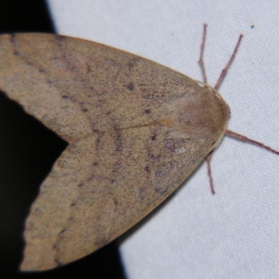 Arhodia lasiocamparia (Pink Arhodia) at Sheldon, QLD - 21 Sep 2007 by PJH123