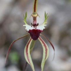 Caladenia tentaculata (Fringed Spider Orchid) at Chiltern-Mt Pilot National Park - 14 Oct 2023 by KylieWaldon