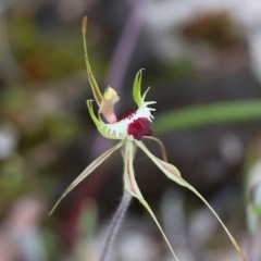 Caladenia tentaculata at Beechworth, VIC - suppressed
