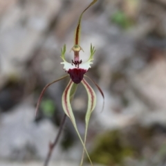 Caladenia tentaculata at Beechworth, VIC - suppressed